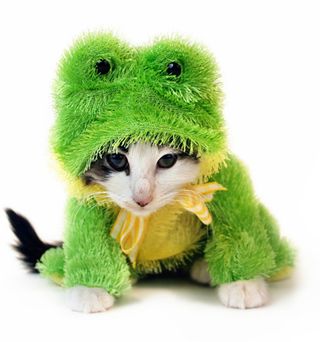 Kitten dressed up in a green frog custom